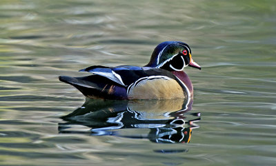 Wood Duck, Lo Lo Mai Springs, Sedona, AZ