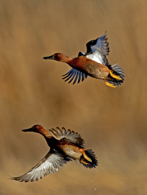 Cinnamon Teal, Whitewater Draw near Elfrida, AZ