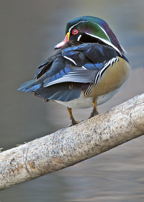 Wood Duck, Lolo Mai Springs, Sedona, AZ