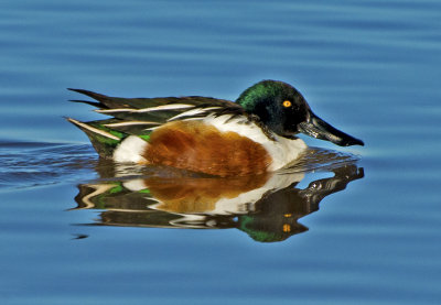 Northern Shoveler
