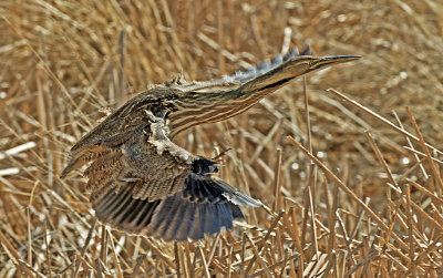 American Bittern 