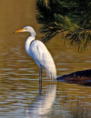 Great Egret