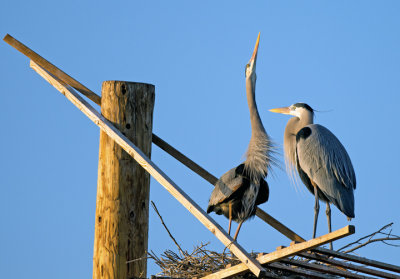 Great Blue Herons on nesting platform