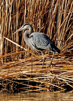 Great Blue Heron in Cattails