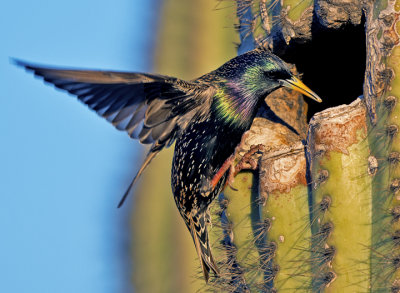 European Starling