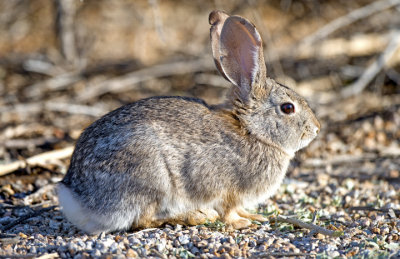 Desert Cottontail Rabbit