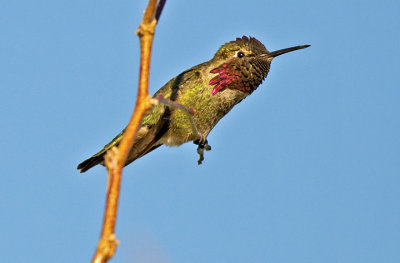 Annas Hummingbird