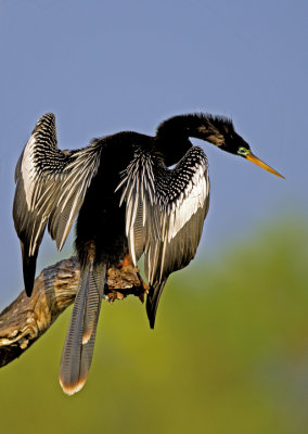 Anhinga