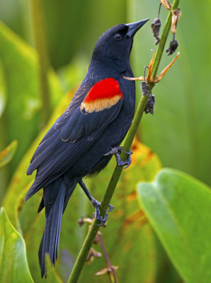 Red-wing Black Bird
