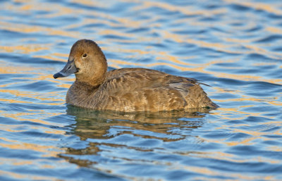 Female Redhead Duck, Dead Horse Ranch State Park, Cottonwood, AZ