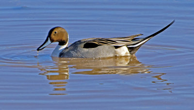 Northern Pintail, Riparian Preserve at Water Ranch, Gilbert, AZ