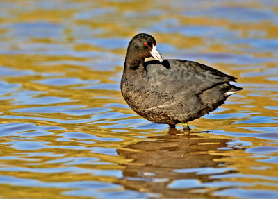 American Coot