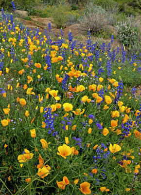 Poppies, lupines, and cream cups, Bartlett Lake, AZ