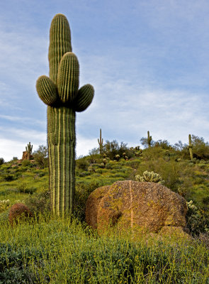 Saguaro and granite block, Bartlett Lake, AZ