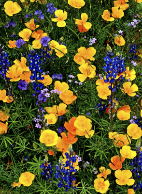 Poppies, phacelia, lupines, and flax, Bartlett Lake, AZ