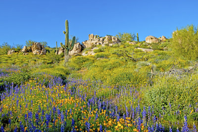 Mexican gold poppies, lupines, brittlebush and saguaro, Bartlett Lake, AZ