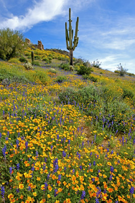 Mexican gold poppies, lupines, saguaro cactus, Bartlett Lake, AZ