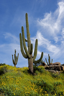 Saguaro and brittlebush, Bartlett Lake, AZ