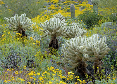 Teddy bear cholla and brittlebush, Bartlett Lake, AZ