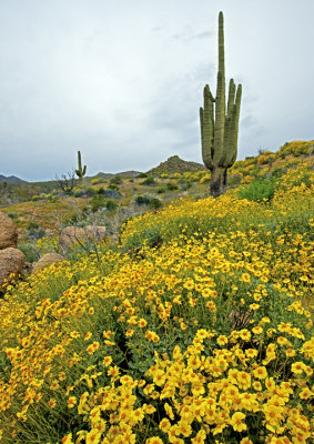 Brittlelbush and saguaro cactus, Bartlett Lake, AZ