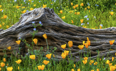 Saguaro skeleton, mexican gold poppies, and phacelia, Bartlett Lake, AZ