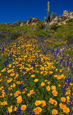 Mexican gold poppies and lupines with saguaro in the backgroud, Bartlett Lake, AZ