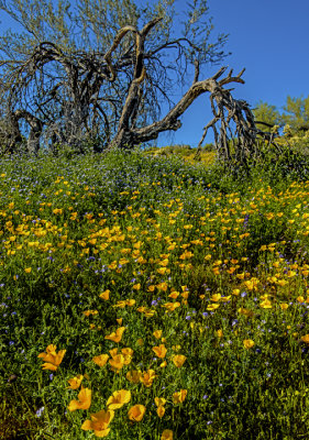 Mexican gold poppies and phacleia, Bartlett lake, AZ