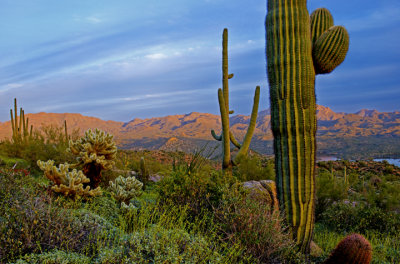  Tonto National Forest, AZ