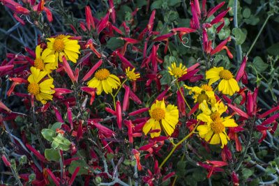 Chuparosa and brittlebush, Tonto National Forest, AZ