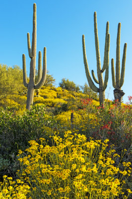 Brittlebush, chuparosa, jojoba, and sagauros, Bartlett Lake, AZ