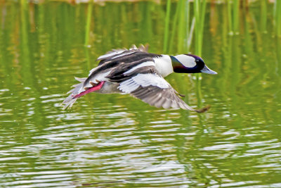 Bufflehead, Sedona Wetlands Preserve, AZ