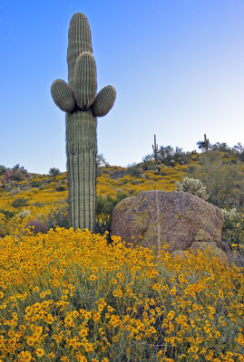 Lone Saguaro with Brittlebush