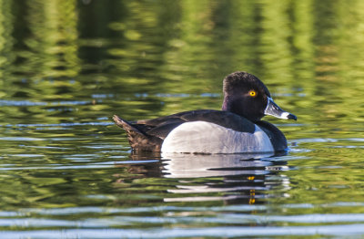 Ring-necked duck 