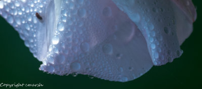 CLM_5771.jpg