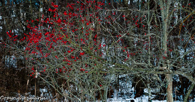 'When blossoms flower beneath the snow ...'