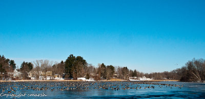 Geese On The Pond