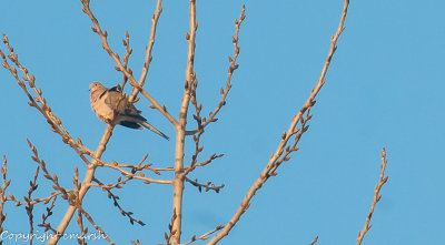 Dove Disturbed