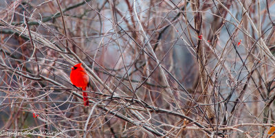 CLM_6827.jpg - Seeing Red