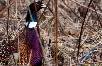 CLM_7090.jpg Series - (Pheasant under grass) -  Male Ring-necked Pheasant