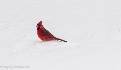 CLM_7280.jpg - Red & White II