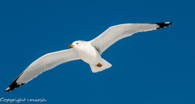 CLM_7351.jpg - Hovering