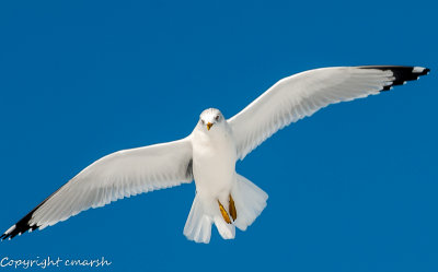 CLM_7356.jpg - Landing