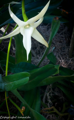 CLM_7603.jpg - Darwin's Star Orchid.