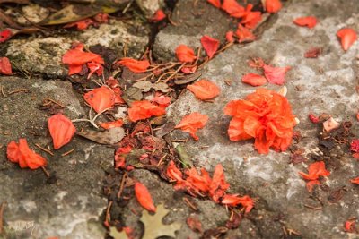 _MG_8006.jpg