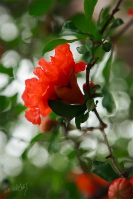 _MG_8027.jpg