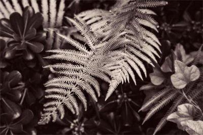 _MG_7946_copy.jpg