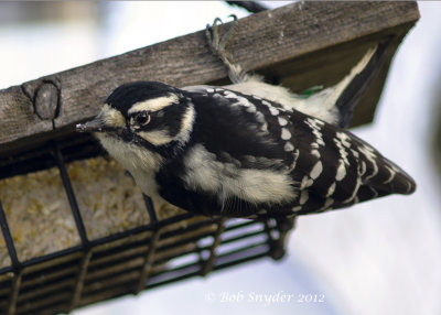 Hairy Woodpecker on suet 