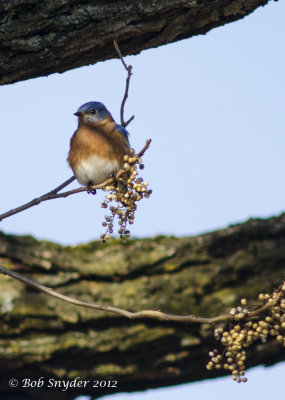 Eastern Bluebird and poison ivy berries