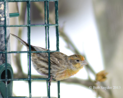 Yellow variant House Finch 