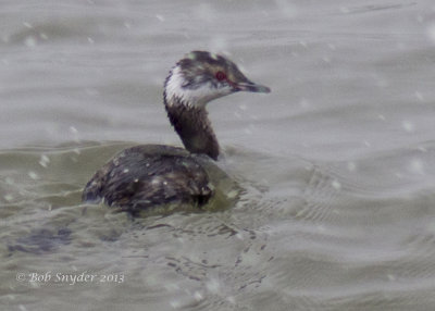 Horned Grebe at BESP in snowstorm: 3.16.13